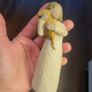 Willow Tree Image 3