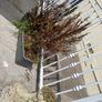 plant pots Image 2