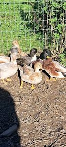 Call Ducks
