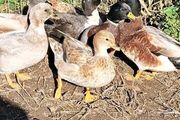 Call Ducks