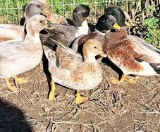 Call Ducks