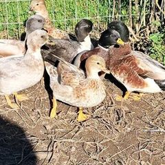 Call Ducks
