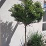 Lollipop trees Image 3