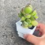 plant Image 2