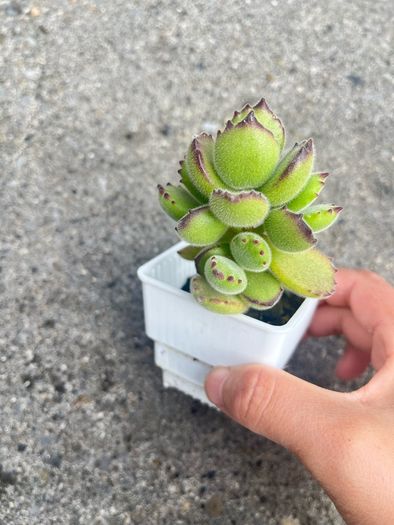 plant