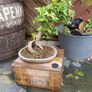 Trident bonsai Image 2