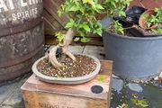 Trident bonsai