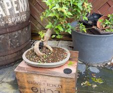 Trident bonsai