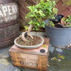 Trident bonsai
