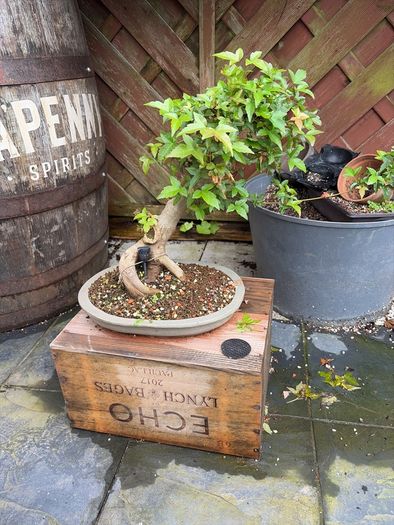 Trident bonsai