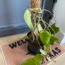 Philodendron Gigantium Plant Image 2