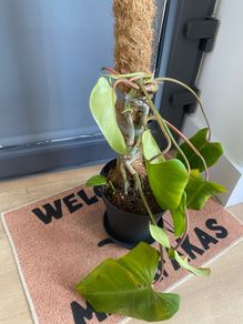 plant
