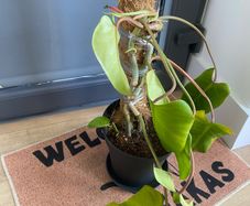 plant