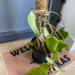plant
