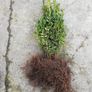 Box Hedging Image 9