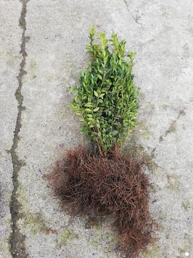 Box Hedging