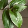 Plant - Houseplant- Tradescantia Zebrina Flame Dance Image 3