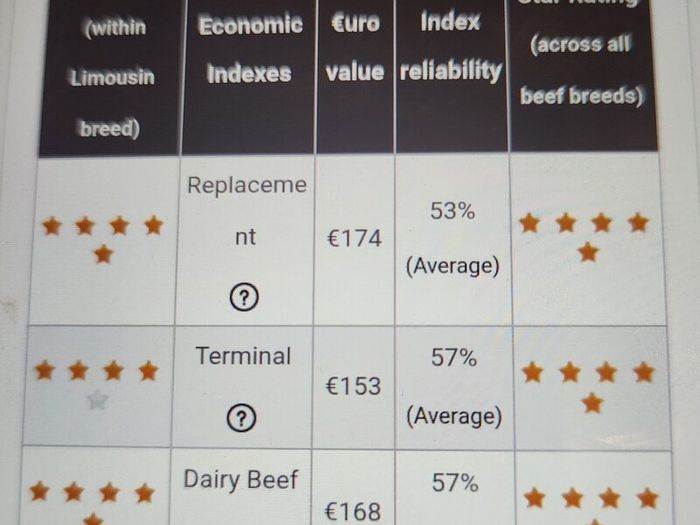 Limousin Bull