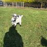 Pygmy goats  female kids Image 8