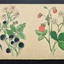 Antique botanical & butterfly postcards set Image 4