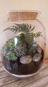 Forest in the jar 32x25 cm