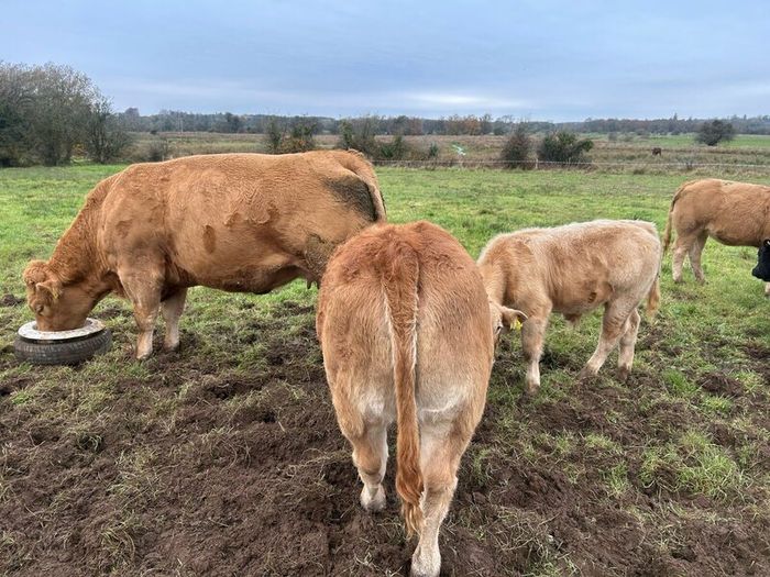 Weanling Heifers