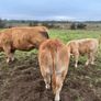 Weanling Heifers Image 3