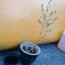 shrub/tree Image 3