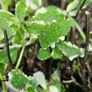 Herbs, Fruit Bushes, Tomato Plants Image 7