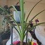 plants Image 5