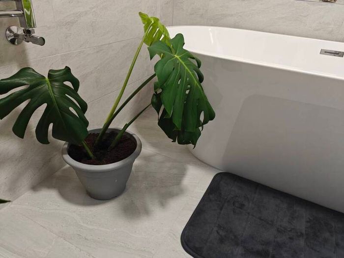 Monstera deliciosa