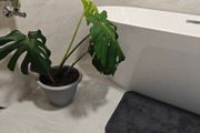Monstera deliciosa