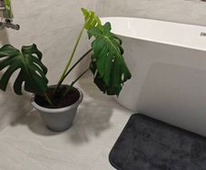 Monstera deliciosa