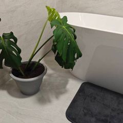 Monstera deliciosa