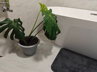 Monstera deliciosa