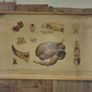 Antique Anatomical Roll Down Chart Image 2