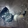 Outdoor and indoor connectable Christmas lights Image 9