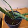 African Spear Plant in Ceramic Pot Image 5