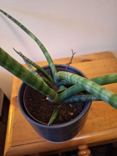 African Spear Plant in Ceramic Pot