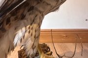 Large taxidermy sparrowhawk