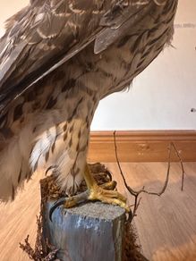 Large taxidermy sparrowhawk