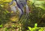 angelfish