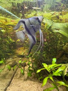 angelfish