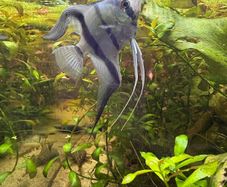 angelfish