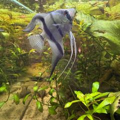 angelfish