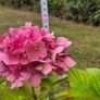Hydrangea Image 4