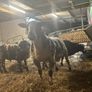 Pure bread Dutch spotted Hogget ram and ram lambs Image 7