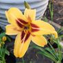 Mixed day lillies Image 10