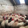 50 super ewe lambs Image 2