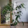 Ficus benjamina houseplant planted in grey ceramic pot Image 5